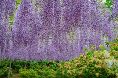 Nisan ayında Japonya 'nın Ashikaga kentindeki bir bahar bahçesinde çiçek açan mor salkımlar mevsimlik bir çiçek manzarası oluşturur..