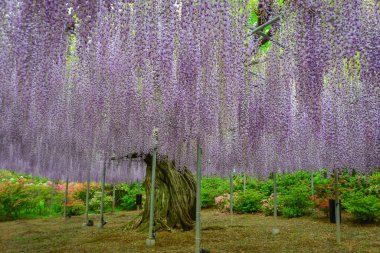 Nisan ayında Japonya 'nın Ashikaga kentindeki bir bahar bahçesinde çiçek açan mor salkımlar mevsimlik bir çiçek manzarası oluşturur..