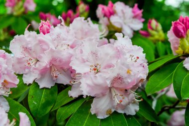 Japonya 'daki Ashikaga Parkı' nda ilkbaharda çiçek açan aczalea çiçekleri..