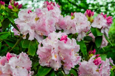 Japonya 'daki Ashikaga Parkı' nda ilkbaharda çiçek açan aczalea çiçekleri..