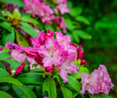 Japonya 'daki Ashikaga Parkı' nda ilkbaharda çiçek açan aczalea çiçekleri..