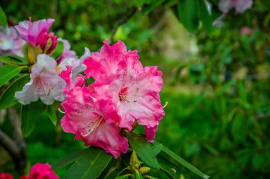 Japonya 'daki Ashikaga Parkı' nda ilkbaharda çiçek açan aczalea çiçekleri..