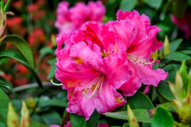 Japonya 'daki Ashikaga Parkı' nda ilkbaharda çiçek açan aczalea çiçekleri..