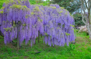 Nisan ayında Japonya 'nın Ashikaga kentindeki bir bahar bahçesinde çiçek açan mor salkımlar mevsimlik bir çiçek manzarası oluşturur..