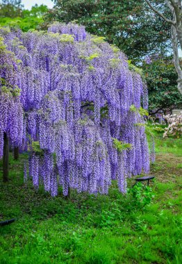 Nisan ayında Japonya 'nın Ashikaga kentindeki bir bahar bahçesinde çiçek açan mor salkımlar mevsimlik bir çiçek manzarası oluşturur..