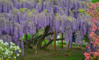 Nisan ayında Japonya 'nın Ashikaga kentindeki bir bahar bahçesinde çiçek açan Wisteria çiçekleri mevsimlik çiçek gösterimi için ziyaretçileri cezbediyor..