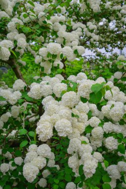 Japonya 'nın Ashikaga kentinde ilkbahar aylarında halka açık bir parkta çiçek açan beyaz ortanca çiçekleri..