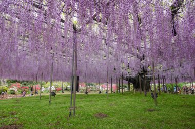 Tochigi, Japonya - 27 Nisan 2024. Japonya 'daki Ashikaga Çiçek Parkı' nda mor salkım çiçekleri çiçek açmış..