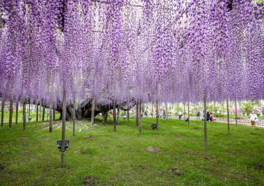 Japonya 'daki Ashikaga Çiçek Parkı' nda mor salkım çiçekleri çiçek açmış..