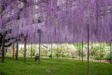 Japonya 'daki Ashikaga Çiçek Parkı' nda mor salkım çiçekleri çiçek açmış..