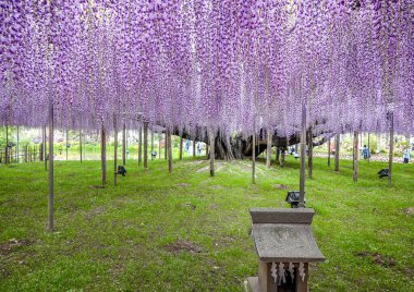 Japonya 'daki Ashikaga Çiçek Parkı' nda mor salkım çiçekleri çiçek açmış..