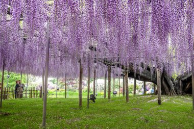 Tochigi, Japonya - 27 Nisan 2024. Japonya 'daki Ashikaga Çiçek Parkı' nda mor salkım çiçekleri çiçek açmış..