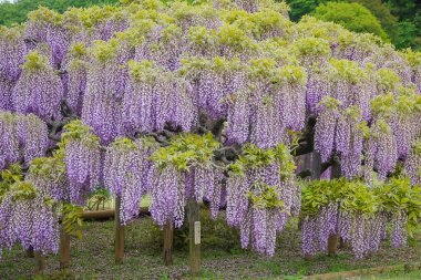 Nisan ayında Japonya 'nın Ashikaga kentindeki bir bahçede çiçek açan Wisteria çiçeklerinin bahar manzarası, mevsimlik popüler bir gezi noktası..