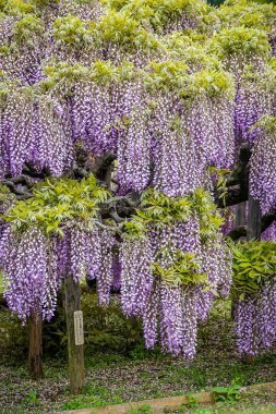 Nisan ayında Japonya 'nın Ashikaga kentindeki bir bahçede çiçek açan Wisteria çiçeklerinin bahar manzarası, mevsimlik popüler bir gezi noktası..