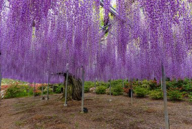 Nisan ayında Japonya 'nın Ashikaga kentindeki bir bahçede çiçek açan Wisteria çiçeklerinin bahar manzarası, mevsimlik popüler bir gezi noktası..