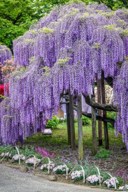 Nisan ayında Japonya 'nın Ashikaga kentindeki bir bahar bahçesinde çiçek açan Wisteria çiçekleri mevsimlik çiçek gösterimi için ziyaretçileri cezbediyor..