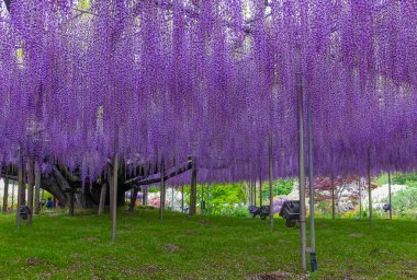 Nisan ayında Japonya 'nın Ashikaga kentindeki bir bahar bahçesinde çiçek açan Wisteria çiçekleri..