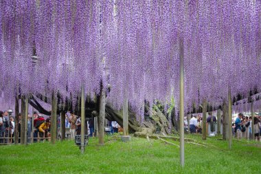 Tochigi, Japonya - 27 Nisan 2024. Japonya 'daki Ashikaga Çiçek Parkı' nda çiçek açan ziyaretçiler.