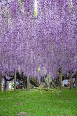 Tochigi, Japonya - 27 Nisan 2024. Japonya 'daki Ashikaga Çiçek Parkı' nda çiçek açan ziyaretçiler.