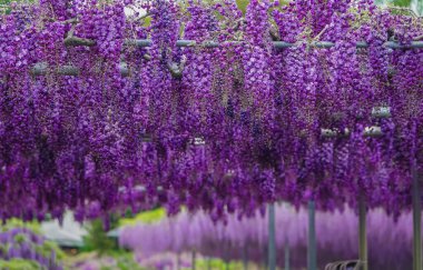Nisan ayında Japonya 'nın Ashikaga kentindeki bir bahar bahçesinde çiçek açan Wisteria çiçekleri..