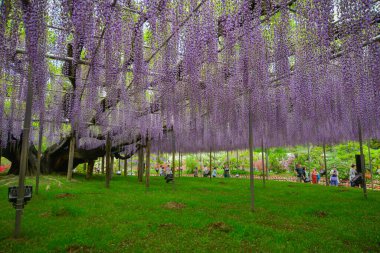 Tochigi, Japonya - 27 Nisan 2024. Japonya 'daki Ashikaga Çiçek Parkı' nda mor salkım çiçekleri çiçek açmış..