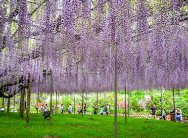 Tochigi, Japonya - 27 Nisan 2024. Japonya 'daki Ashikaga Çiçek Parkı' nda mor salkım çiçekleri çiçek açmış..