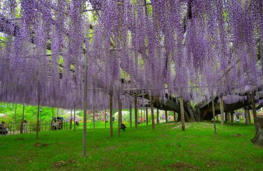 Nisan ayında, Japonya 'nın Ashikaga kentinde renkli bir bahar bahçesi sahnesi oluşturan, eski ağaçlarda çiçek açan uzun salkımcık çiçekleri kümeleri..