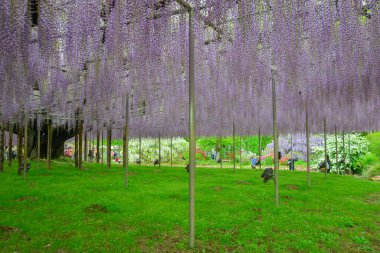 Nisan ayında, Japonya 'nın Ashikaga kentinde renkli bir bahar bahçesi sahnesi oluşturan, eski ağaçlarda çiçek açan uzun salkımcık çiçekleri kümeleri..