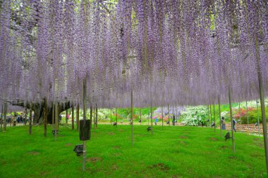Nisan ayında, Japonya 'nın Ashikaga kentinde renkli bir bahar bahçesi sahnesi oluşturan, eski ağaçlarda çiçek açan uzun salkımcık çiçekleri kümeleri..