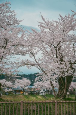 Japonya 'nın Kakunodate kentinde bahar aylarında kiraz çiçekleri çiçek açar..