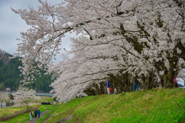 Kakunodate, Japonya - 24 Nisan 2025. Japonya 'nın Kakunodate kentinde bahar aylarında kiraz çiçekleri çiçek açar..