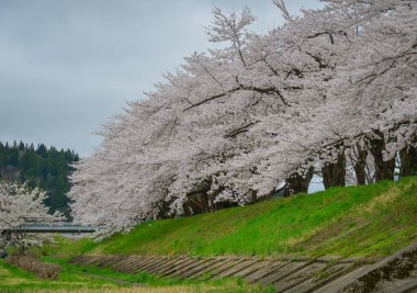 Japonya 'nın Kakunodate kentinde bahar aylarında kiraz çiçekleri çiçek açar..