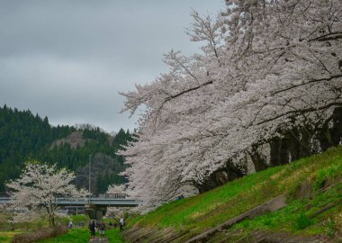 Kakunodate, Japonya - 24 Nisan 2025. Japonya 'nın Kakunodate kentinde bahar aylarında kiraz çiçekleri çiçek açar..