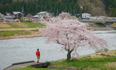 Nisan ayında Japonya 'nın Kakunodate kentinde kiraz çiçeklerinin tadını çıkaran genç bir adam..