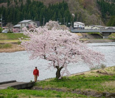 Nisan ayında Japonya 'nın Kakunodate kentinde kiraz çiçeklerinin tadını çıkaran genç bir adam..