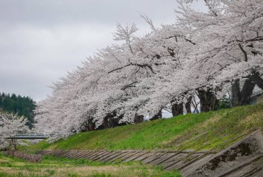 Japonya 'nın Kakunodate kentinde bahar aylarında kiraz çiçekleri çiçek açar..