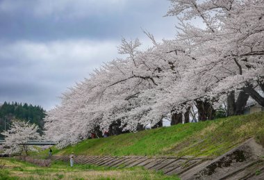 Kakunodate, Japonya - 24 Nisan 2025. Japonya 'nın Kakunodate kentinde bahar aylarında kiraz çiçekleri çiçek açar..