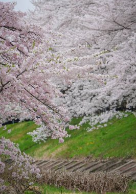 Japonya 'nın Kakunodate kentinde bahar aylarında kiraz çiçekleri çiçek açar..
