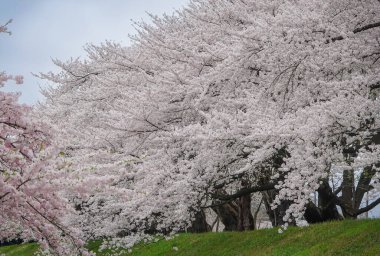 Japonya 'nın Kakunodate kentinde bahar aylarında kiraz çiçekleri çiçek açar..