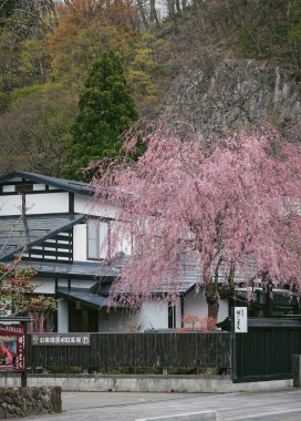 Kakunodate, Japonya - 24 Nisan 2025. Japonya 'nın Kakunodate kentinin korunmuş tarihi sokaklarında kiraz çiçeklerinin bahar manzarası.