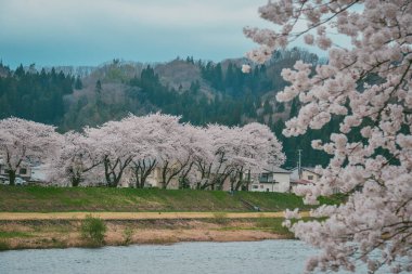 Japonya 'nın Kakunodate kentinde bahar aylarında kiraz çiçekleri çiçek açar..