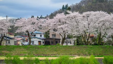 Japonya 'nın Kakunodate kentinde bahar aylarında kiraz çiçekleri çiçek açar..