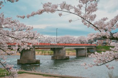 Japonya 'nın Kakunodate kentinde bahar aylarında kiraz çiçekleri çiçek açar..