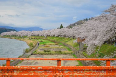 Kakunodate, Japonya - 24 Nisan 2025. Japonya 'nın Kakunodate kentinde bahar aylarında kiraz çiçekleri çiçek açar..