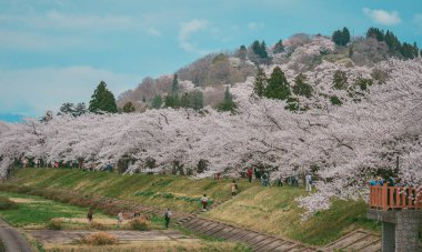 Kakunodate, Japonya - 24 Nisan 2025. Japonya 'nın Kakunodate kentinde bahar aylarında kiraz çiçekleri çiçek açar..