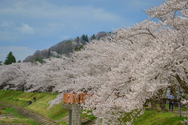 Kakunodate, Japonya - 24 Nisan 2025. Japonya 'nın Kakunodate kentinde bahar aylarında kiraz çiçekleri çiçek açar..