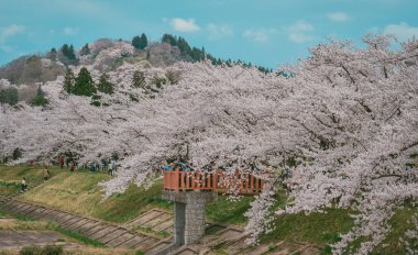 Kakunodate, Japonya - 24 Nisan 2025. Japonya 'nın Kakunodate kentinde bahar aylarında kiraz çiçekleri çiçek açar..