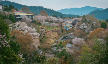 Japonya 'daki Yoshinoyama Ulusal Parkı' nda kiraz çiçekleriyle kaplı bir dağ kasabasının geniş manzarası..
