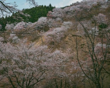 Yoshinoyama Ulusal Parkı 'nda kiraz çiçeği mevsimi, Japonya' da ünlü bir hanami merkezi..