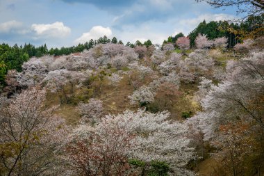 Japonya 'daki Yoshinoyama Ulusal Parkı' nın orman dağlarını kaplayan kiraz ağaçlarının geniş manzarası.